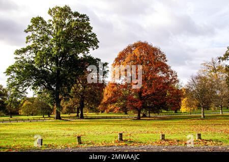 Wunderschöne und farbenfrohe Herbstlandschaft im Camperdown Country Park in Dundee in Schottland, Großbritannien Stockfoto