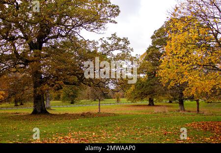 Wunderschöne und farbenfrohe Herbstlandschaft im Camperdown Country Park in Dundee in Schottland, Großbritannien Stockfoto