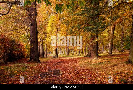 Wunderschöne und farbenfrohe Herbstlandschaft im Camperdown Country Park in Dundee in Schottland, Großbritannien Stockfoto