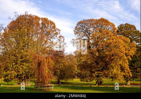 Wunderschöne und farbenfrohe Herbstlandschaft im Camperdown Country Park in Dundee in Schottland, Großbritannien Stockfoto