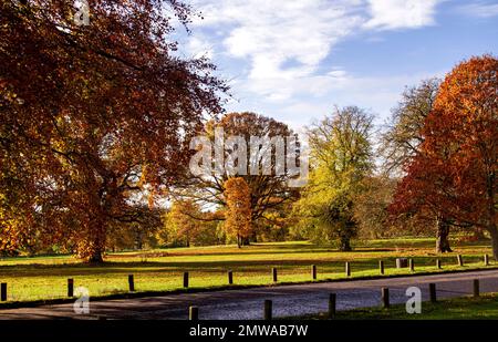 Wunderschöne und farbenfrohe Herbstlandschaft im Camperdown Country Park in Dundee in Schottland, Großbritannien Stockfoto