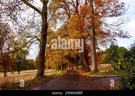 Wunderschöne und farbenfrohe Herbstlandschaft im Camperdown Country Park in Dundee in Schottland, Großbritannien Stockfoto