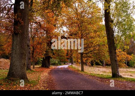 Wunderschöne und farbenfrohe Herbstlandschaft im Camperdown Country Park in Dundee in Schottland, Großbritannien Stockfoto