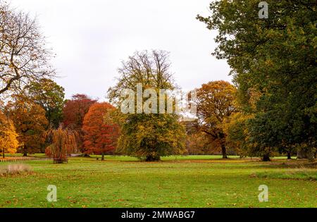 Wunderschöne und farbenfrohe Herbstlandschaft im Camperdown Country Park in Dundee in Schottland, Großbritannien Stockfoto