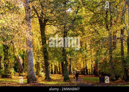 Wunderschöne und farbenfrohe Herbstlandschaft im Camperdown Country Park in Dundee in Schottland, Großbritannien Stockfoto