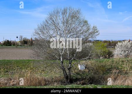 Blattlose weiße Pappel an einem Flussufer im Winter Stockfoto