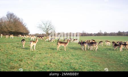 Rotes Reh grast auf der Wiese im richmond Park. Stockfoto