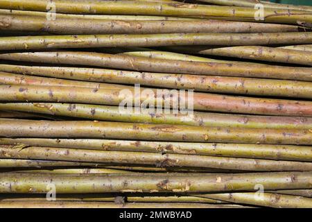 Stapel geschnittener kleiner Laubbaumstämme. Stockfoto