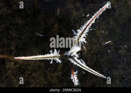 Heiserfrost auf Gräsern im Eis, Emsland, Niedersachsen, Deutschland Stockfoto