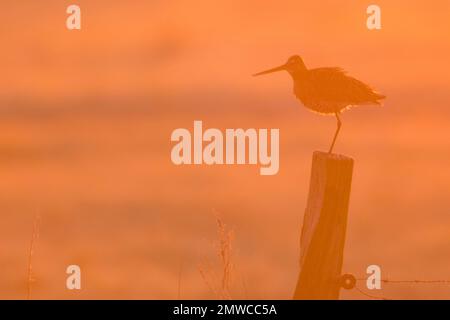 Schwarzschwanzgott (Limosa limosa), sitzt auf einer Stange in der Morgensonne, Emsland, Niedersachsen, Deutschland Stockfoto