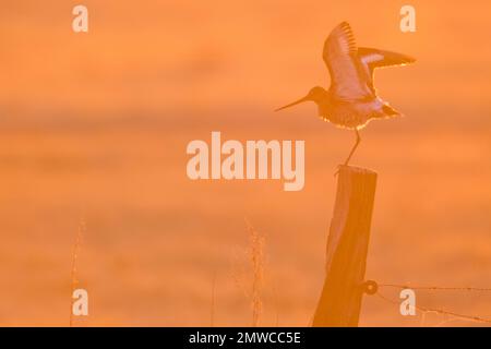 Schwarzschwanzgott (Limosa limosa), sitzt auf einer Stange in der Morgensonne, Emsland, Niedersachsen, Deutschland Stockfoto