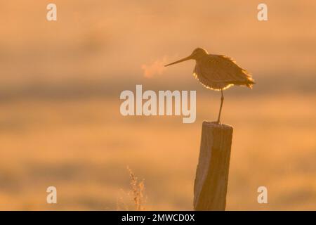 Schwarzschwanzgott (Limosa limosa), sitzt auf einer Stange in der Morgensonne, Emsland, Niedersachsen, Deutschland Stockfoto