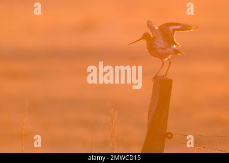 Schwarzschwanzgott (Limosa limosa), sitzt auf einer Stange in der Morgensonne, Emsland, Niedersachsen, Deutschland Stockfoto