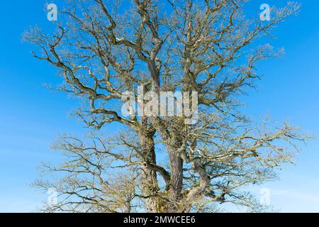 Baumkrone einer alten englischen Eiche (Quercus robur) im Winter, Thüringen, Deutschland Stockfoto