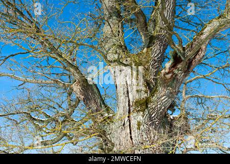 Baumkrone einer alten englischen Eiche (Quercus robur) im Winter, Thüringen, Deutschland Stockfoto