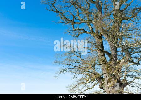 Baumkrone einer alten englischen Eiche (Quercus robur) im Winter, Thüringen, Deutschland Stockfoto