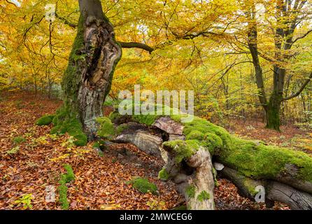 Gebrochener Stamm einer alten Kupferbuche (Fagus sylvatica), mit Moos überwuchert, Hessen, Deutschland Stockfoto