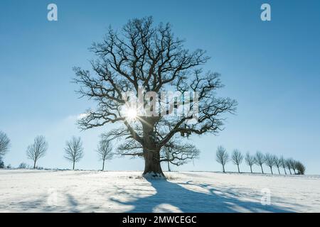 Alte englische Eiche (Quercus robur), einsamer Baum im Winter mit Sonnenstern, Thüringen, Deutschland Stockfoto
