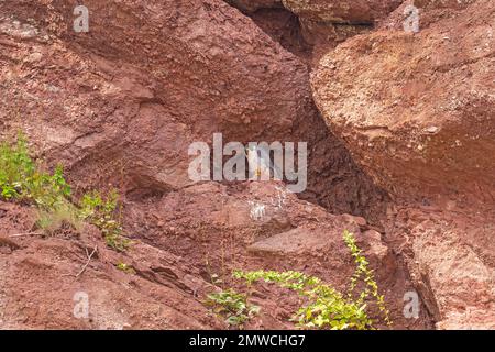 Wanderfalke im Rocky Nest in den Hopewell Rocks in New Brunswick Stockfoto