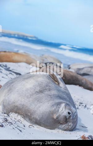 Südliche Elefantenrobbe (Mirounga leonina) Kalb, das sich am Sandstrand, Sea Lion Island, Falkland Islands, Südamerika entspannt Stockfoto