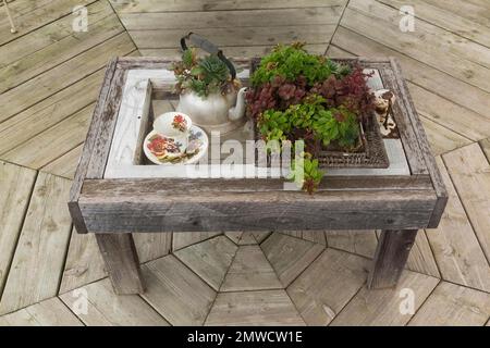 Rustikaler grauer verwitterter Holztisch mit altem Teekessel, Tasse und Untertasse sowie Houseleek (Sempervivum) Pflanzen, die im Korb wachsen Stockfoto