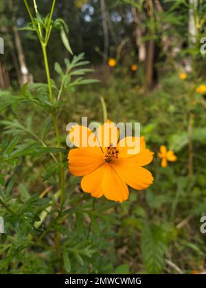 Eine Nahaufnahme des zarten orangefarbenen Schwefel-Kosmos (Cosmos sulureus) auf dem verschwommenen Hintergrund Stockfoto