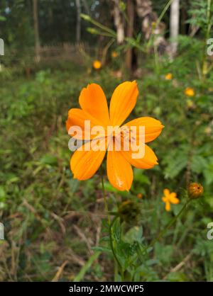 Eine Nahaufnahme des zarten orangefarbenen Schwefel-Kosmos (Cosmos sulureus) auf dem verschwommenen Hintergrund Stockfoto