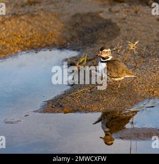 Ein kleiner Wiesenpfeifer (Charadrius hiaticula), der sich in der Wasserpfütze im Kruger-Nationalpark widerspiegelt Stockfoto