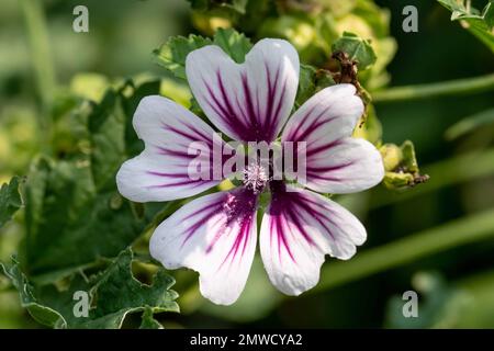 Eine Nahaufnahme einer wunderschönen Blume von Common Mallow (Malva Sylvestris), die im Arneson Park, Edina, wächst Stockfoto