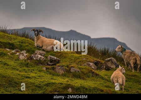 Ein Blick auf die Ziegen, die auf den grünen Feldern unter dem wolkigen Himmel grasen. Stockfoto