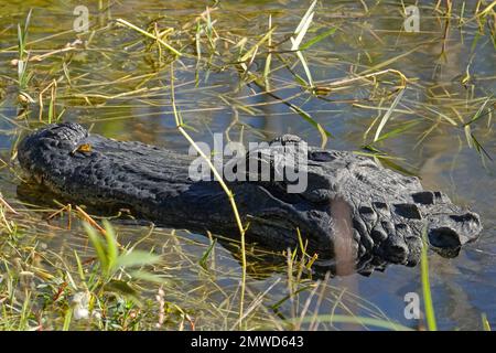 Alligatorin im Sumpf im Everglades-Nationalpark, Florida Stockfoto