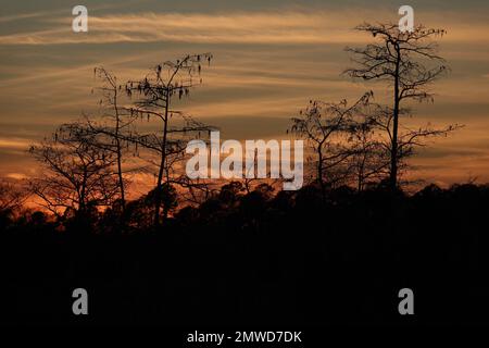 Zypressen im Winter, Silhouetten vor dem Sonnenuntergang, Everglades-Nationalpark, Florida Stockfoto