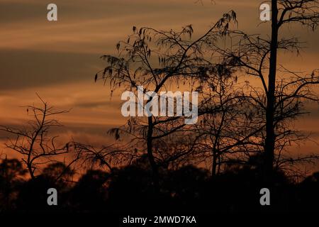 Zypressen im Winter, Silhouetten vor dem Sonnenuntergang, Everglades-Nationalpark, Florida Stockfoto