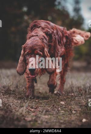 Ein vertikales Bild eines wunderschönen irischen Setter Hundes, der auf dem Spielfeld spielt. Stockfoto