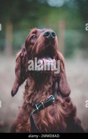 Ein vertikales Porträtfoto eines wunderschönen irischen Setter Hundes. Stockfoto