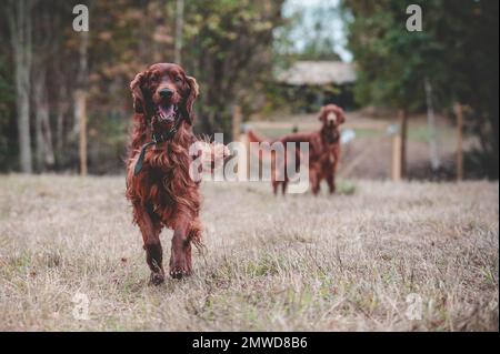 Ein wunderschöner irischer Setter-Hund, der auf dem Spielfeld spielt. Stockfoto
