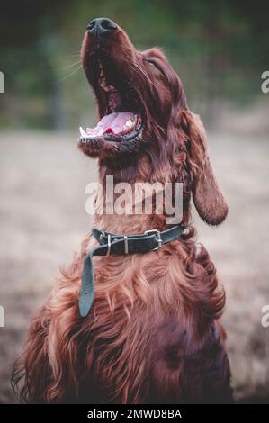 Ein vertikales Porträtfoto eines wunderschönen irischen Setter Hundes. Stockfoto