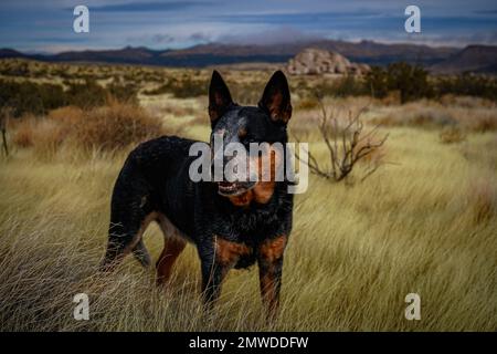 Majestätischer Rinderhund in der Wüste Stockfoto