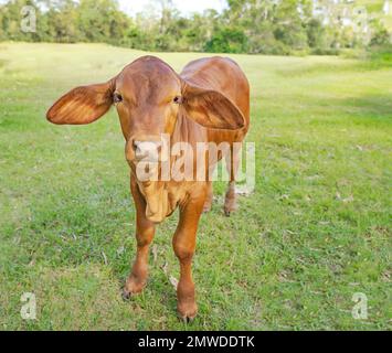 Ein neugieriges, freundliches, junges braunes Kalb in einer grünen Koppel. Stockfoto