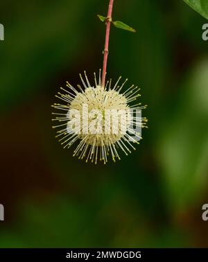 Buttonbuschblume, Fakahatchee Strand, Florida Everglades/Big Cypress Flora Stockfoto