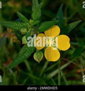 Peruanische Primrosenweide, Ludwigia peruviana, Florida Everglades/große Zypressenflora Stockfoto