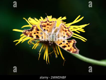 Eine Nahaufnahme von Komma-Schmetterling, hoch oben auf einer gelben Blume Stockfoto