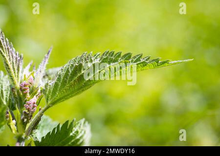 Detail von Blütenbasis und Blatt mit stechenden Haaren der Brennnessel (Urtica), Deutschland Stockfoto