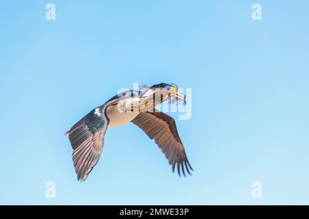 Imperial Shag (Leucocarbo atriceps) im Flug mit Nistmaterial, Sea Lion Island, Falkland Islands, Südamerika Stockfoto