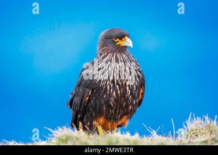 Gestreifte Caracara (Phalcoboenus australis), Sea Lion Island, Falkland Islands, Südamerika Stockfoto