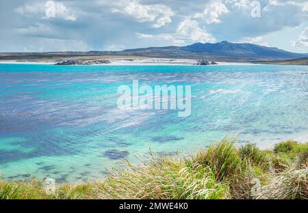 Seal Bay, Volunteer Point, East Falkland, Falklandinseln Stockfoto