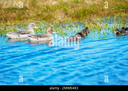 Gelb-Pintail-Enten (Anas georgica) paaren sich mit Küken, Falklandinseln, Südamerika Stockfoto