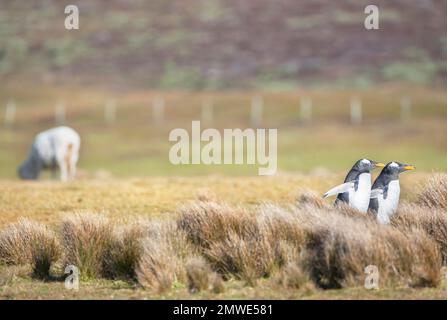 Gentoo Penguins (Pygocelis papua papua) Walking, Volunteer Point, Ost-Falkland, Falklandinseln Stockfoto