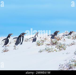 Gentoo Penguins (Pygocelis papua) Walking, East Falkland, Falkland Islands, Südamerika Stockfoto