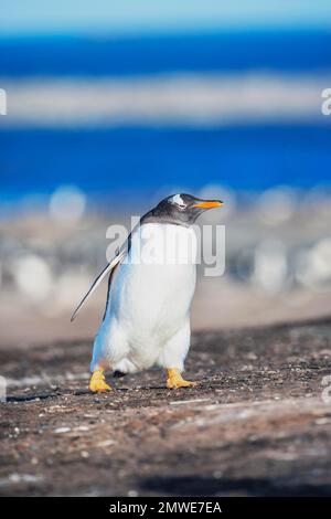 Gentoo Penguin (Pygocelis papua papua) Wandern, Sea Lion Island, Falkland Islands, Südamerika Stockfoto